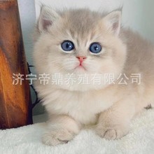 猫咪活体蓝金幼猫活体金吉拉猫幼猫银渐层猫幼猫活体金渐层小猫咪