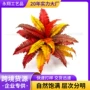 波士顿秋色盆栽植物草
