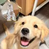 Larger size (golden retriever) spot