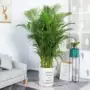 大型客厅植物盆栽绿植