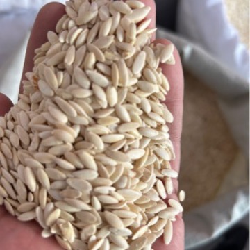 批发黄瓜子优质黄瓜籽