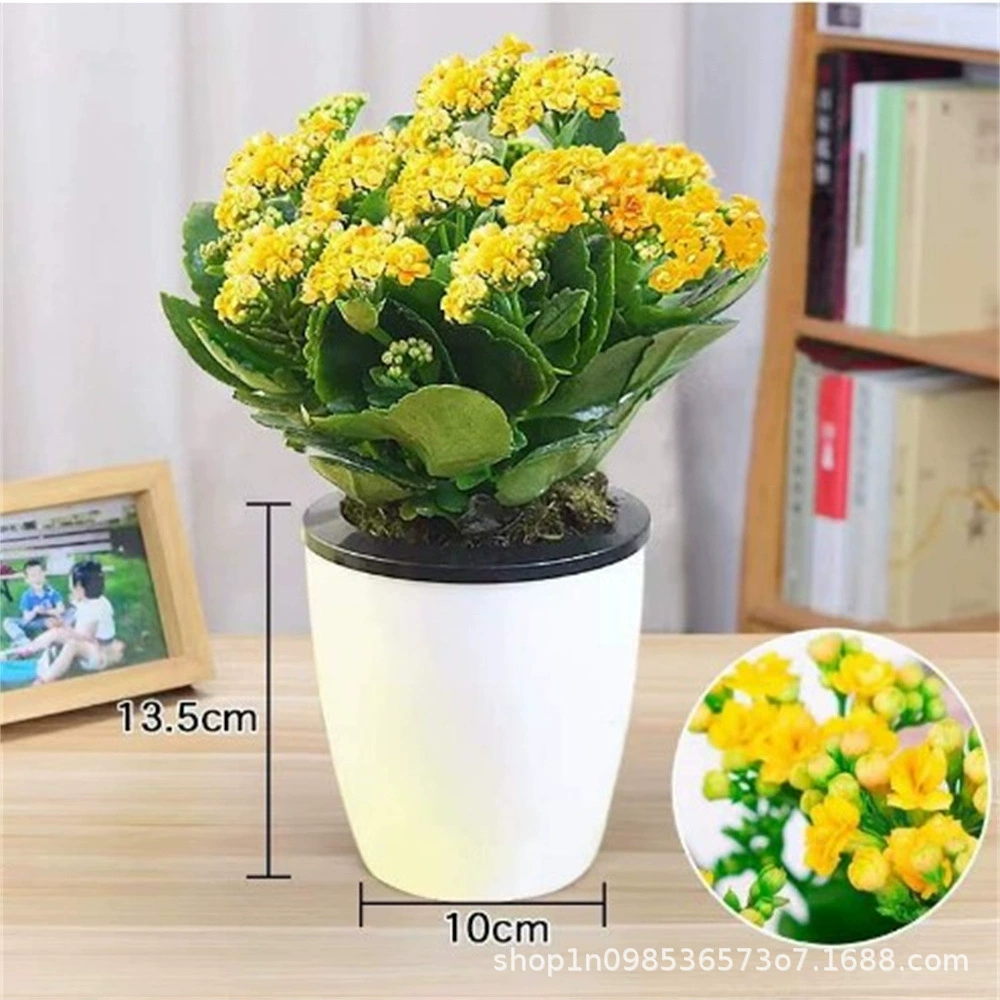 Цветок долголетия мини двойной лепесток с цветочным бутоном хорошее комнатное растение в горшке зеленое растение четыре сезона открытый цветок большой цветок рассада цветов долголетия