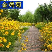 散装大花金鸡菊宿根多年生 优质重瓣优质矮生金鸡菊批发