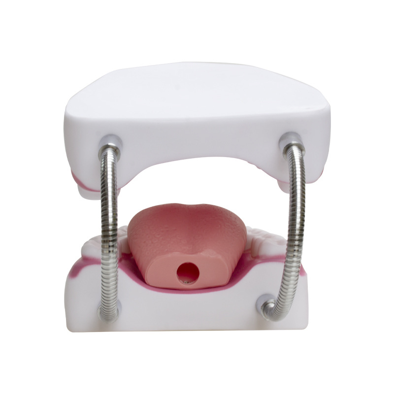 6 seis veces agrandado modelo de diente enseñanza cepillado lengua modelo de diente fijo jardín de infantes niños dental Estomatología