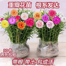 �ذ�̫ꖻ����޸�֦�l��������ɫ����ֲ�����ԾGֲ�������_���͕�