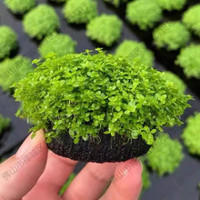 MT���㰫����С����~���쾰ˮ�݈�ֱ�l����ˮ��������ˮ�݉�����