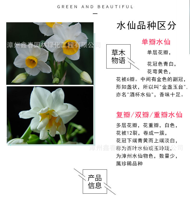 水仙花详情图_02