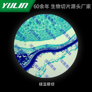 Mung Bean Cross Cut College Medical School Use Tissue Disease Marble Wax Slide Specimen Microscope