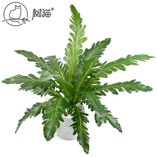 精品仿真蕨类植物18头鸟巢蕨塑料假花草家居装饰绿植盆栽厂家直供