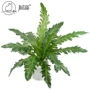 盆栽家居植物蕨类绿植