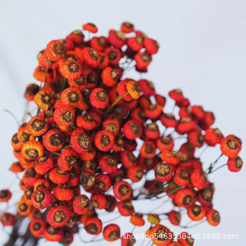 Rosehip dried flowers and fruits for living room home decoration, festive wedding scene decoration, natural dried fruits for homestay decoration