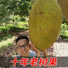 海南黄肉菠萝蜜新鲜水果波罗蜜当季特产一整个10-40斤整箱包邮红