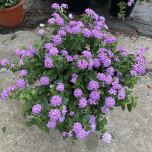 Five-Color Plum Potted Five-Color Flower All Year Round Lollipop Large Seedling Courtyard Outdoor Ground Planting with Flowering Plants with Long Flowering Period Free Shipping