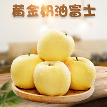 【嚴選】山東黃金奶油富士蘋果 代發3/9斤新鮮脆甜奶油香黃平果