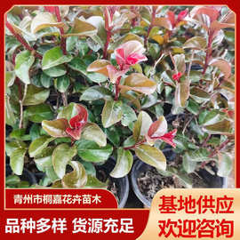 丛生紫薇树苗红火箭紫薇花 公园花海绿化工程花苗 天鹅绒紫薇花苗