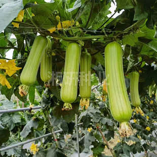 ���С��S����������Ƥ�׽z����Ʒ�N�������S�G���Gɫ�l�y��؛���L