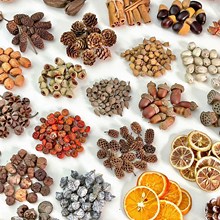 �ɹ�ľƬ����ɹ�������ֲ��˱�����ֹ��ɻ����ϰ�����b�