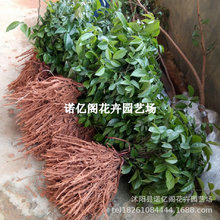 牛大力树苗广西改良结薯快名贵中草药材树苗耐寒耐热新品正宗树苗