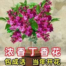 一件代发浓香型四季丁香花树苗当年开花阳台盆栽庭院地栽南北方种