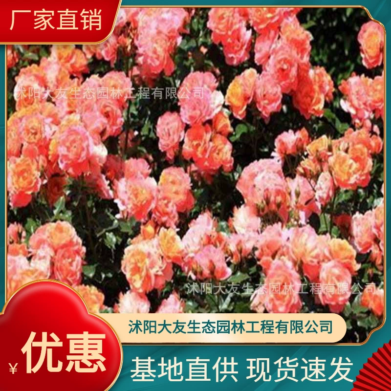 Альпинистская стена Сливовая база оптом разнообразие собственного производства, полные Ландшафтные инженерные Зеленые саженцы