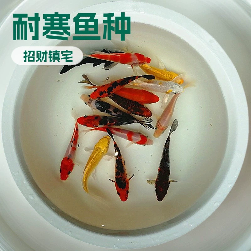 Пресная вода холодная вода декоративные рыбы на открытом воздухе хороший красный и белый Dazheng Трехцветная Желтая рыба кои домашняя рыба Живая рыба мальки оптом