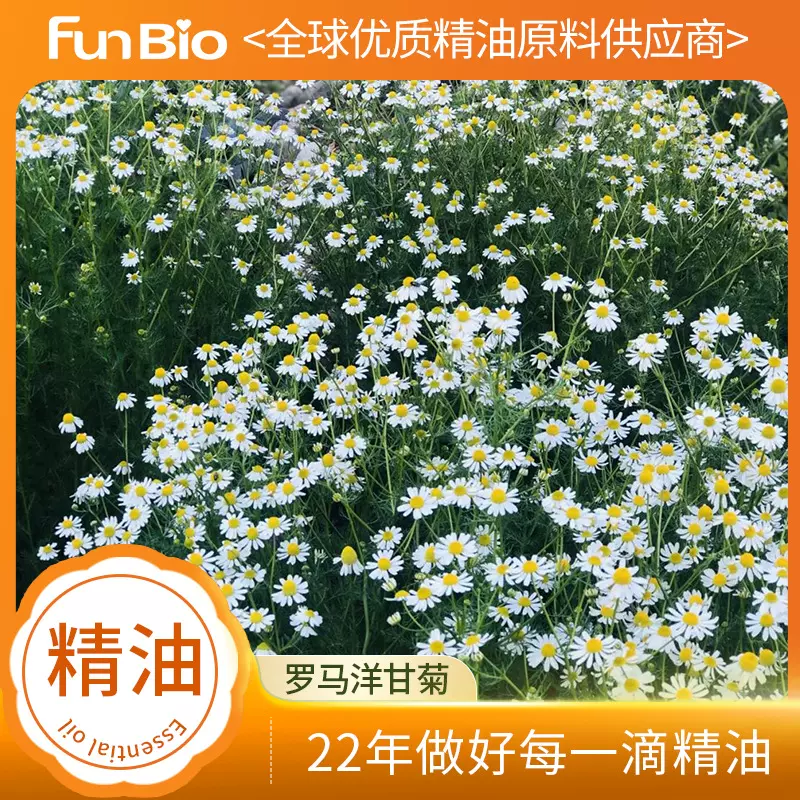 原料基地法国罗马洋甘菊精油原料法国产地罗马洋甘菊单方精油原料