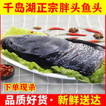 正宗千岛湖淡水鱼冷水鱼正宗花莲胖头鱼大头胖头鱼生态鱼整条鱼头