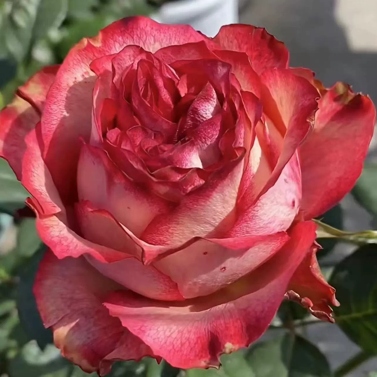 Посадочные розы с крупными красными цветками для внутреннего балкона, горшечные цветы, растения и зелень для круглогодичного использования.