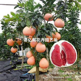 ���Ә���޽�̩�����_�t�����ĵ��t�������ش��������ϱ����Nֲ