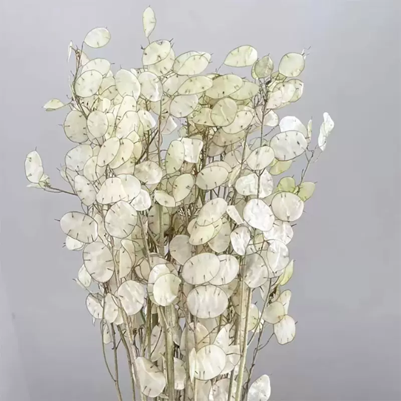 银扇叶干花永生花银杏叶真花仿真花白色银扇叶家居圣诞节花材批发