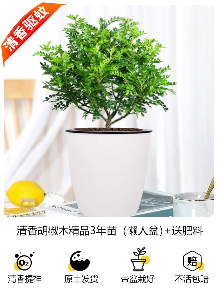 프리미엄 3년생 모기향 + [게으른 화분] + 무료비료