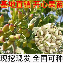 �޽��_�Ĺ������ϱ����Y�������ӾG���_�Ĺ���Nֲ�������Ԯ���