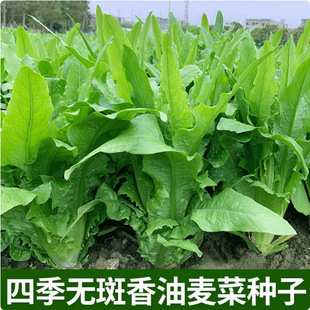 Large Rapeseed Seeds, Four-Season Green Vegetable Seeds, Rapeseed Potted Seeds, Vegetable Seedlings, Spring & Fall Seeds, Rice Fragrant