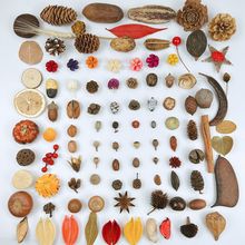 自然果壳松果木片干果干花混搭手工幼儿园装饰天然材料森系拍照