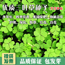 进口三叶草种子四叶草幸运草四季常青园林绿化白三叶草籽草坪籽种
