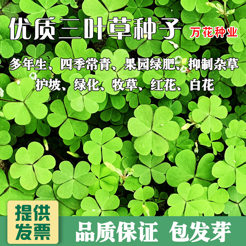 进口三叶草种子四叶草幸运草四季常青园林绿化白三叶草籽草坪籽种