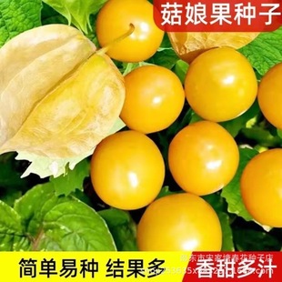 �������҃ȝ{���S����Ƥ�������ȸ��ļ������̨ͥԺ�S����N��