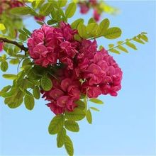 香花槐树苗富贵树槐花苗红花槐树苗庭院绿化花卉花园植