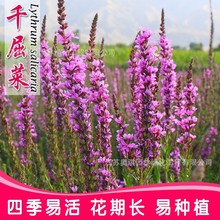 ǧ���˷N��ˮ��ֲ��ǧ���˲��Ѳݻ��ܻ����N�Ӿ��^�G���͝������