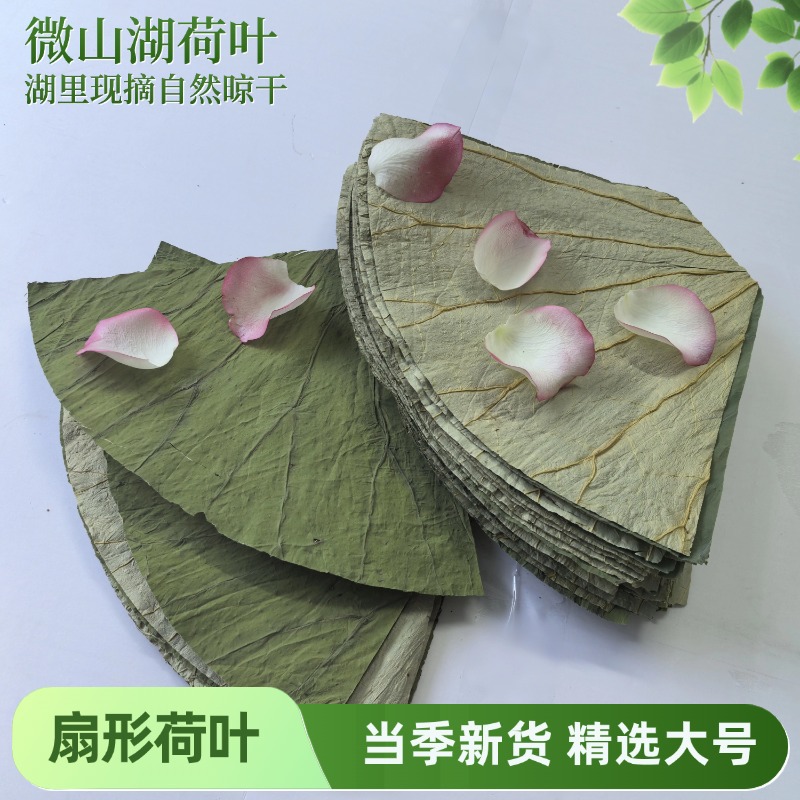 新货批发荷叶切片定山东干荷叶糯米鸡微山湖扇形整齐100片/袋