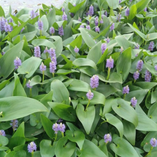 Wholesale Manufacturers Wholesale Barracuda Grass Seedlings Ground Seedlings Aquatic Plants Base Artificial Wetland Plants Florals