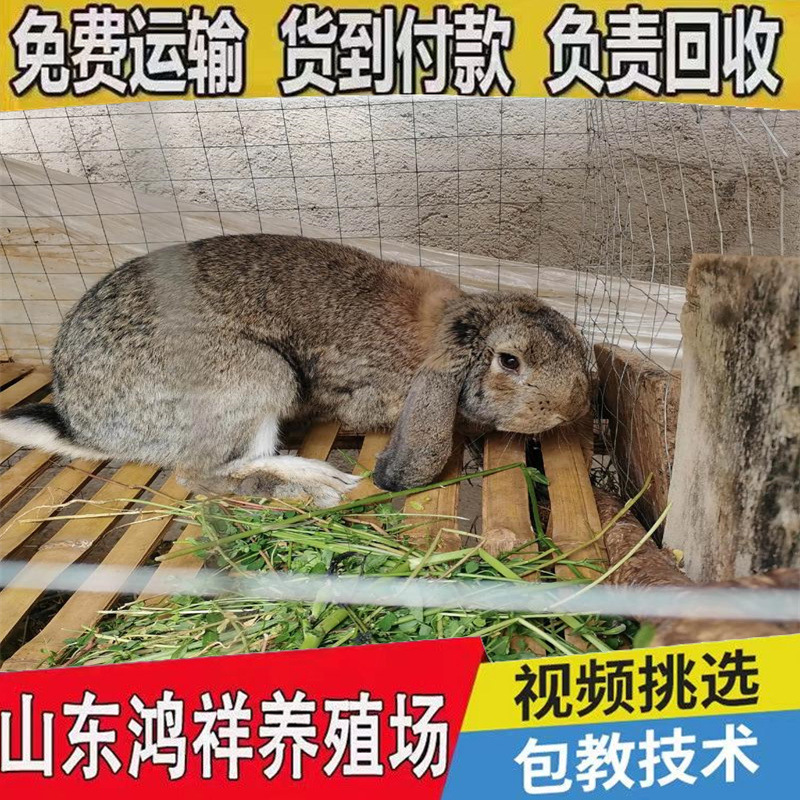 u=2153547004,2070982325&am