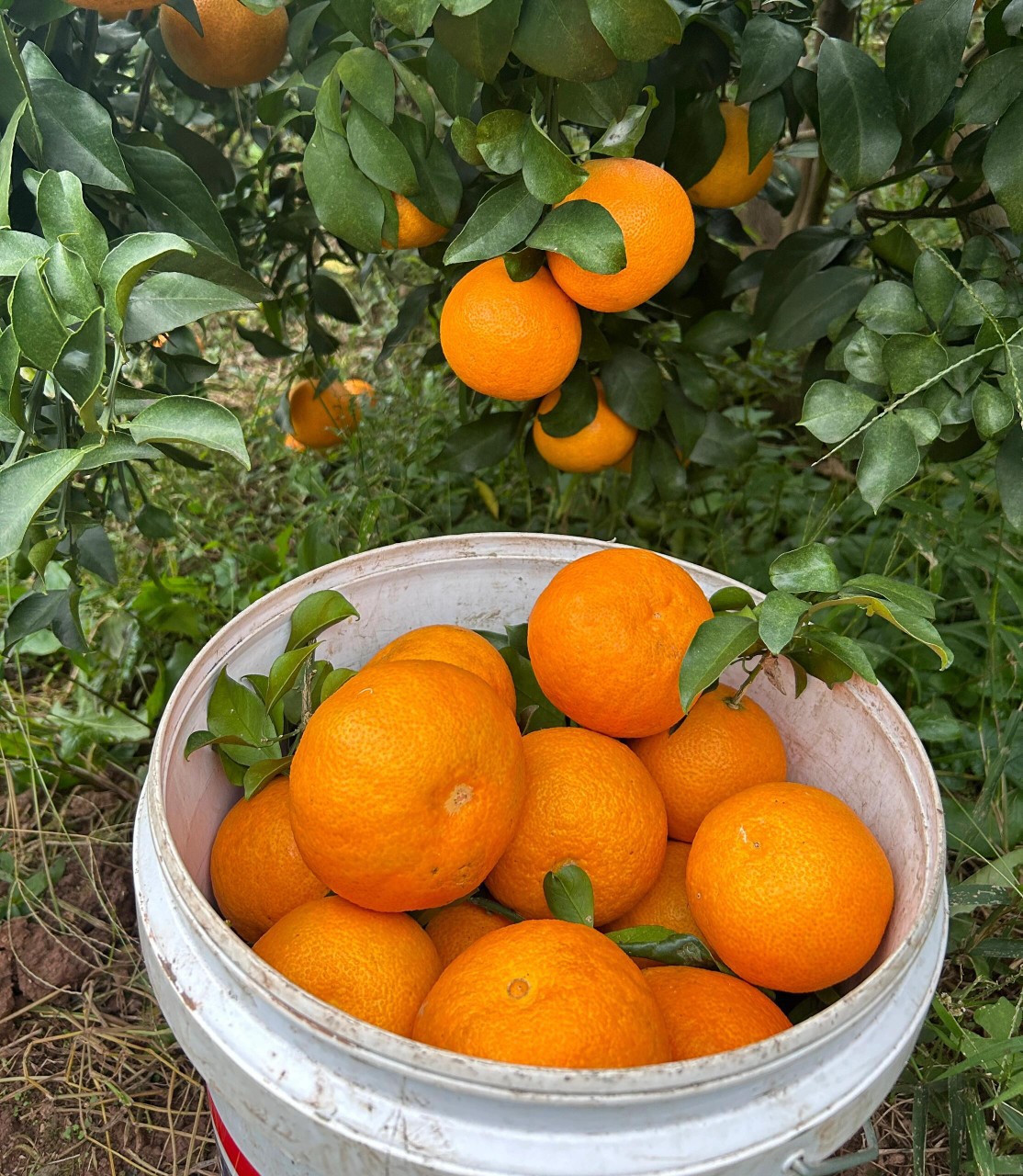 微信图片_20250928105516_147_10