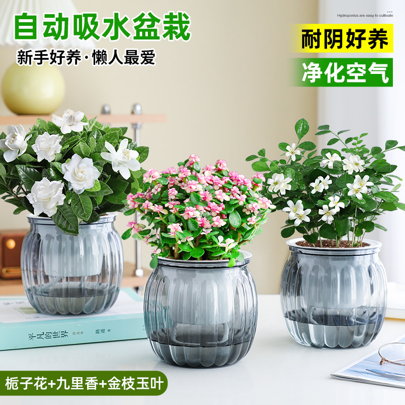 [꽃패키지] 치자나무 + 구리향 + 황금가지와 옥잎