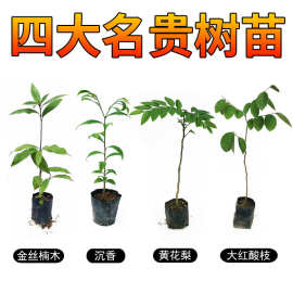 基地批发四川金丝楠木苗别墅庭院绿植黄花梨小叶紫檀沉香银杉树苗