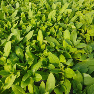 Perennial Plant Wholesale Ground Cover Sage High-Quality Blue-Flowered Sage Qingzhou Base Cultivation of Shade Sage