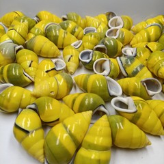 天然貝殻カタツムリ巻貝ヒトデ 4-5 センチメートル右旋巻 DIY 水槽水族館の装飾アクセサリー