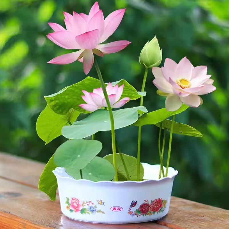 【7天发芽】碗莲种子水培植物花卉四季开花水养睡莲盆栽观花好养