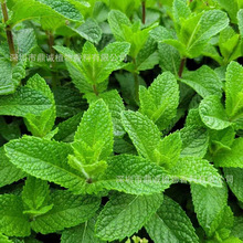 ���m�㾫���ɾG�����������s��ȡ��Ȼֲ�ﻯ�yƷ����ԭ����޹����