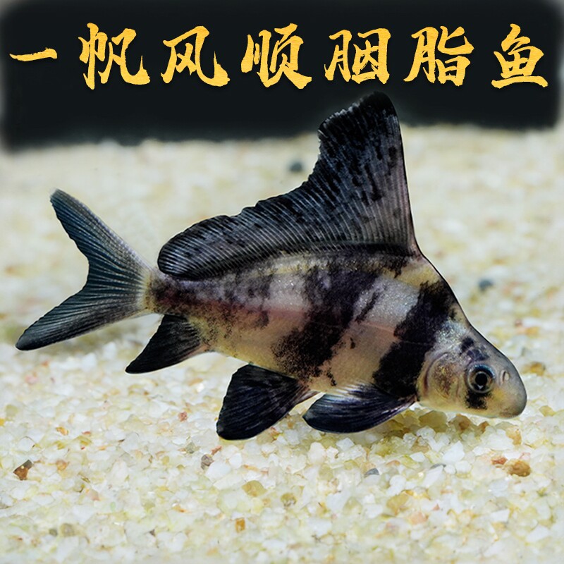 胭脂鱼幼鱼黑色斑纹冷水鱼新手易养包邮包活除藻清缸